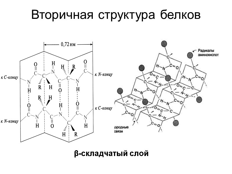 Вторичная структура белков   β-складчатый слой